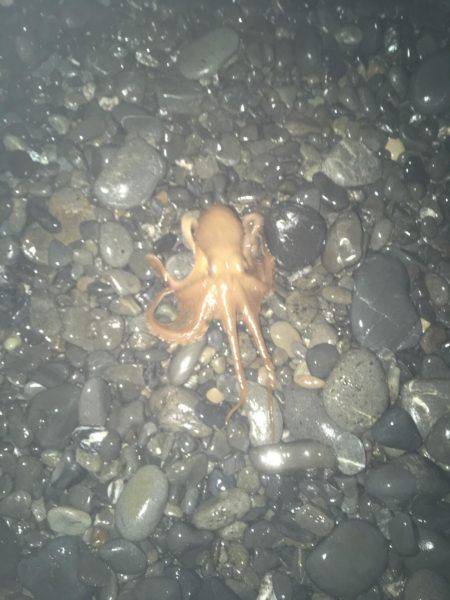 アオリイカ、コウイカ、タコが釣れましたがサイズに恵まれず